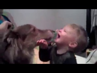 Дети, Собаки, Очень интересное видео с домашними питомцами!