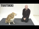 Как собаки реагируют на правильный лай
